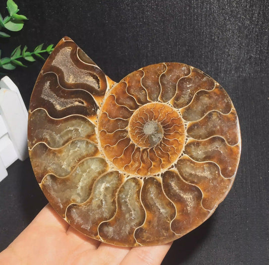 Ammonite: The Ancient Messenger — Harnessing Millions of Years of Resilience and Growth